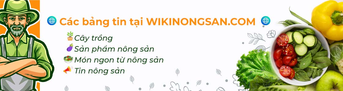 Banner wiki nông sản 2