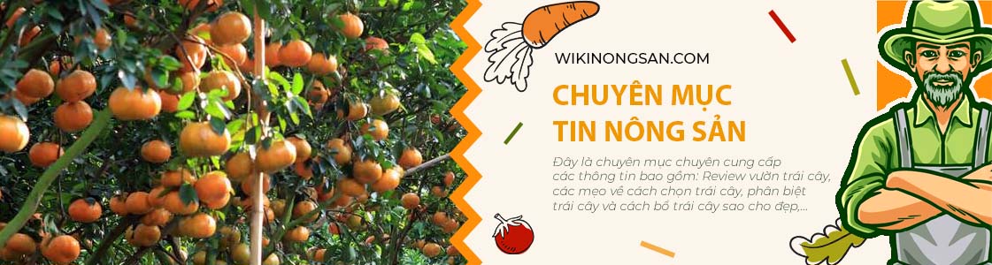 Banner wiki nông sản 3