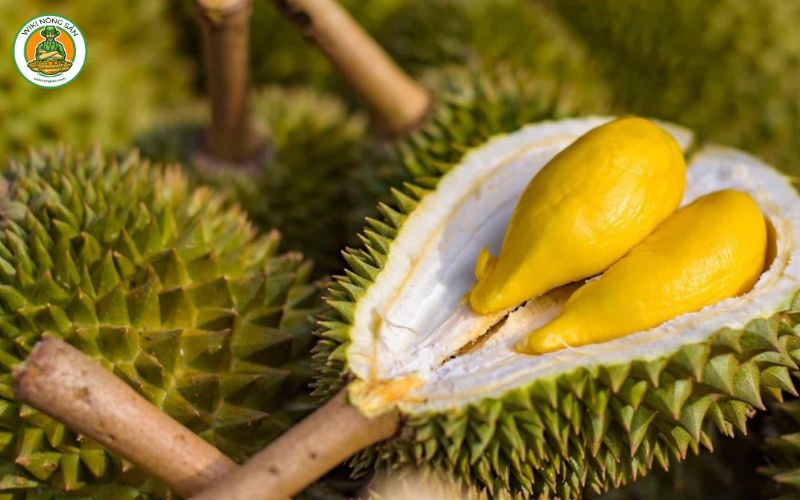 Tìm hiểu 8 giống sầu riêng ngon nhất từ Musang King, Monthong đến Ri6… ở bài viết sau sẽ giúp bạn khám phá hương vị độc đáo của loại quả này. 