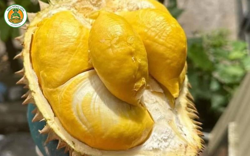 Tìm hiểu 8 giống sầu riêng ngon nhất từ Musang King, Monthong đến Ri6… ở bài viết sau sẽ giúp bạn khám phá hương vị độc đáo của loại quả này. 