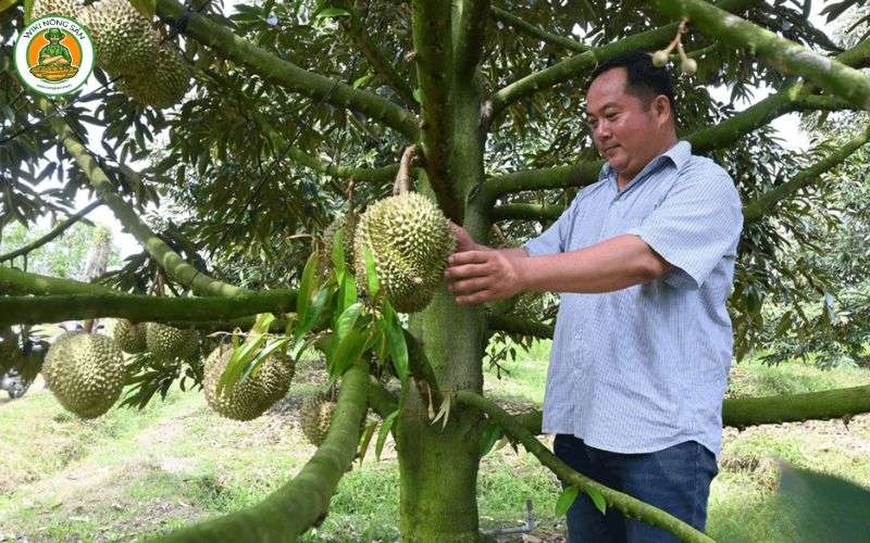 sầu riêng cai lậy