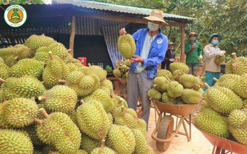 sầu riêng long khánh