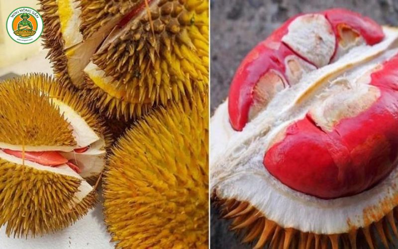 sầu riêng musang king ruột đỏ