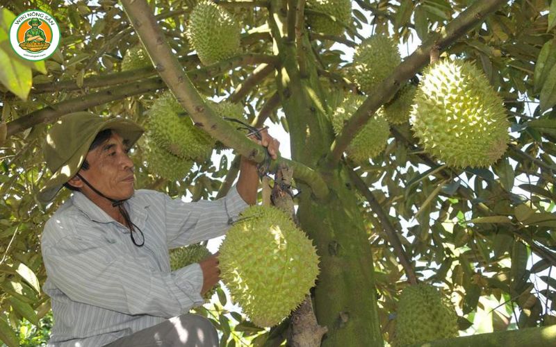 sầu riêng ngũ hiệp