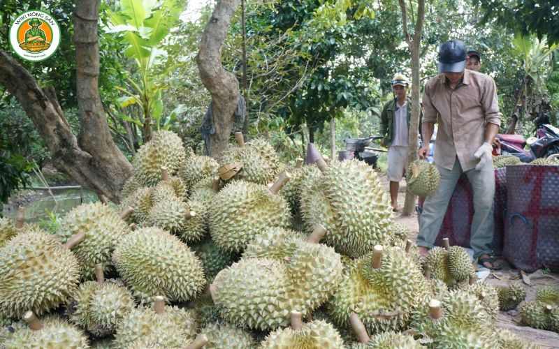 sầu riêng ngũ hiệp