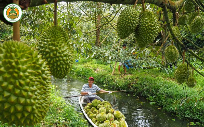 vườn sầu riêng bến tre