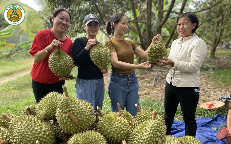 vườn sầu riêng bến tre