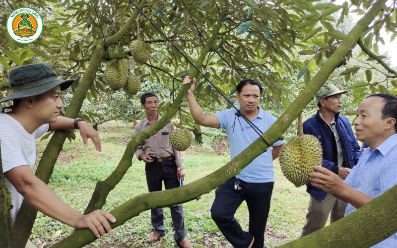 vườn sầu riêng khánh sơn