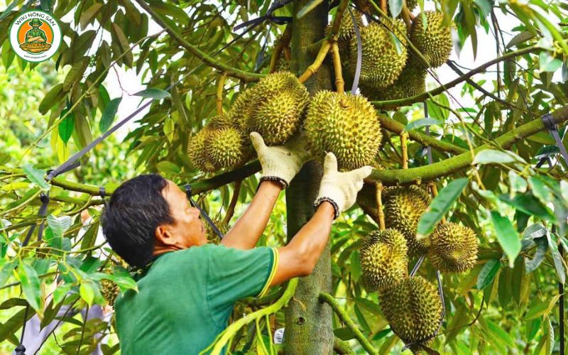 vườn sầu riêng long khánh