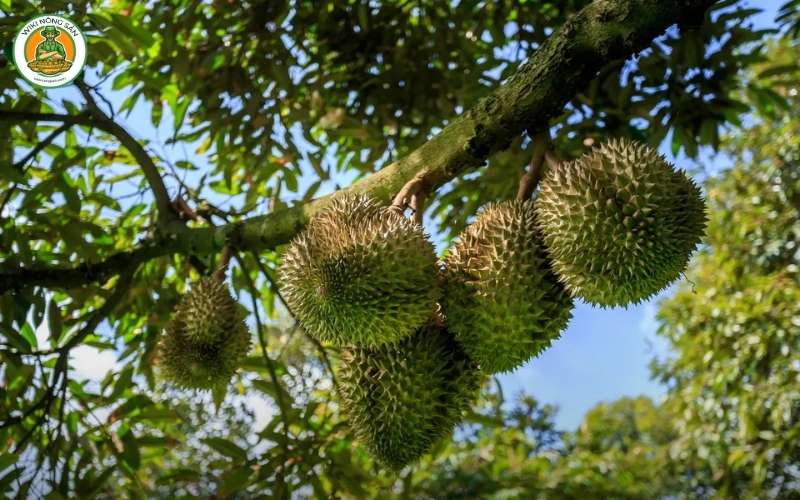 Vườn sầu riêng Musang King