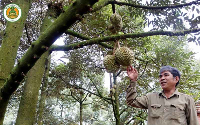 Vườn sầu riêng Musang King