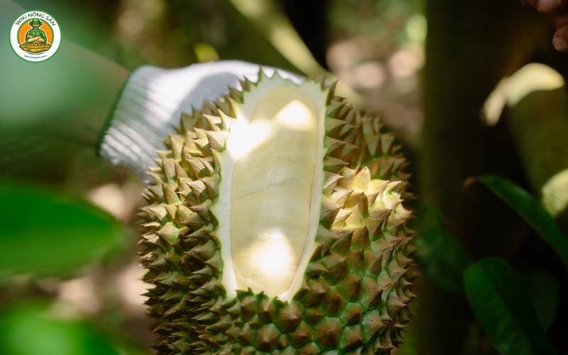 Vườn sầu riêng Musang King