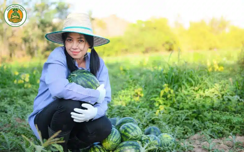 miền bắc trồng dưa hấu vào tháng mấy