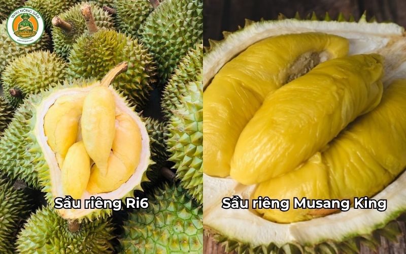 so sánh sầu riêng ri6 và musang king