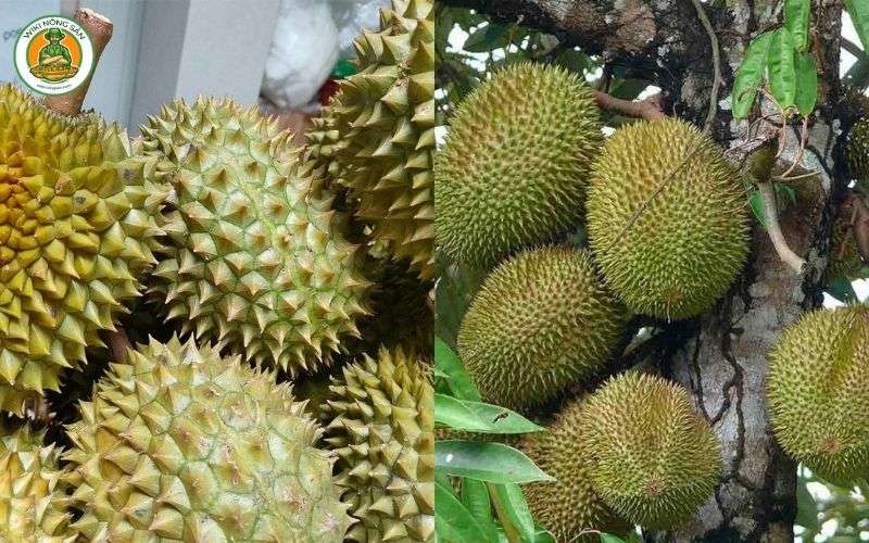 so sánh sầu riêng ri6 và musang king