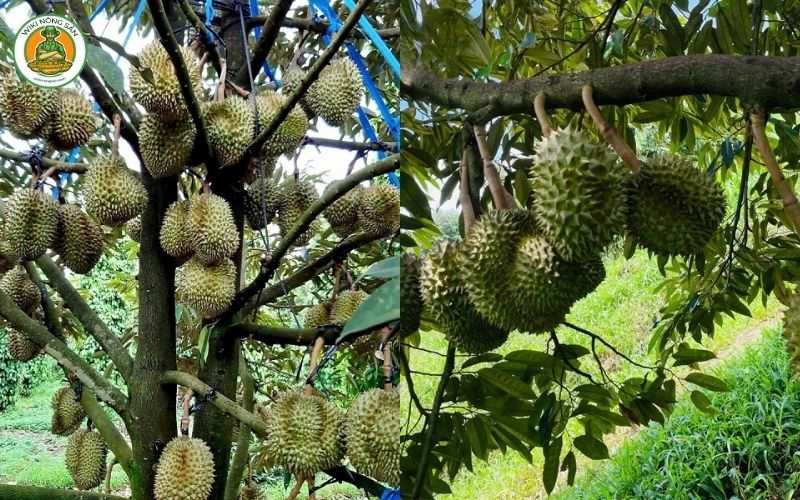 so sánh sầu riêng ri6 và musang king