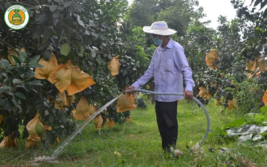 cây bưởi