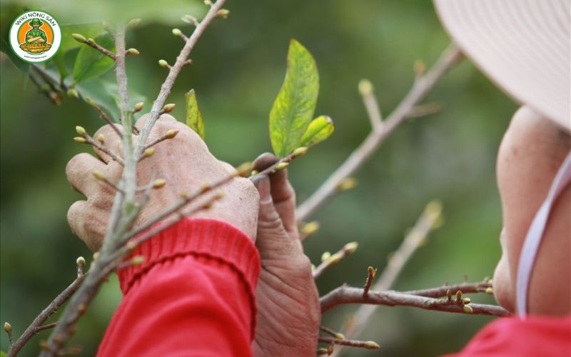 cách chăm sóc cây mai nở hoa đúng Tết