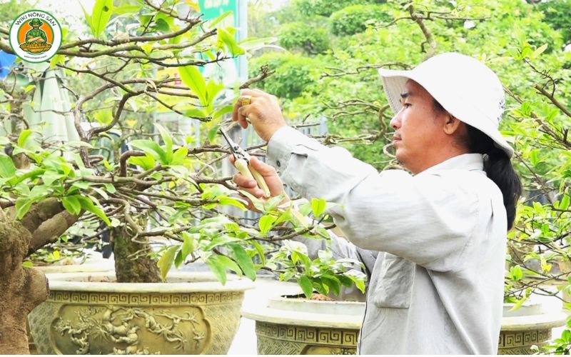 cách chăm sóc cây mai trong chậu sau Tết