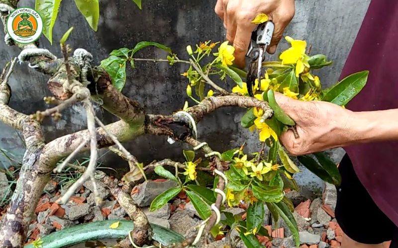 cách chăm sóc cây mai trong chậu sau Tết