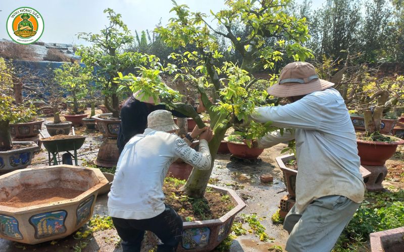 cách chăm sóc cây mai trong chậu sau Tết