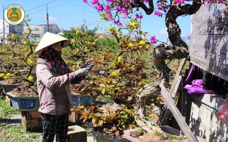 cách chăm sóc cây mai trong chậu sau Tết