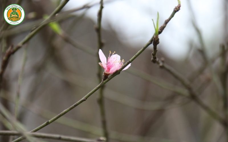 cách chăm sóc đào ra hoa đúng Tết