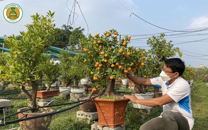 chăm sóc cây quất sau Tết