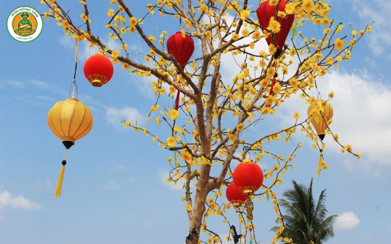 trang trí cây mai ngày tết