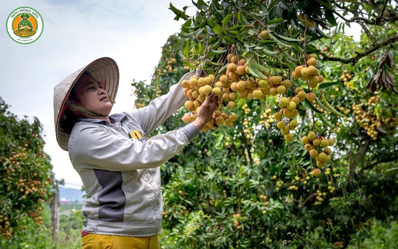 vườn măng cụt lái thiêu